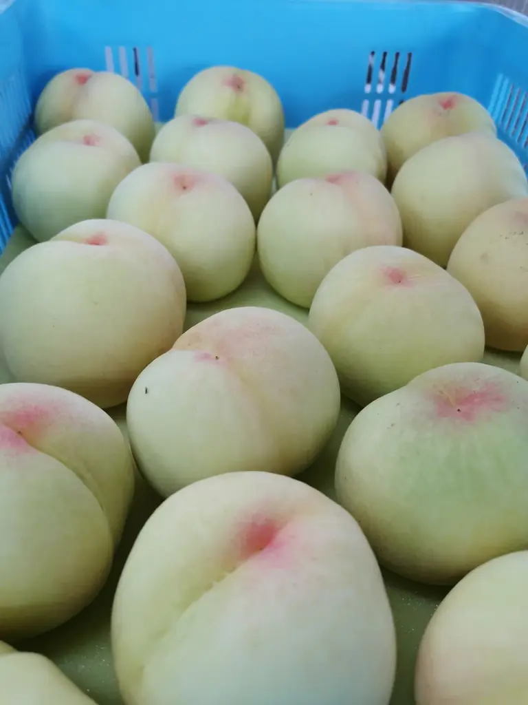 「J-CRAFT TRIP 清水白桃サワー 新発売」 画像 2