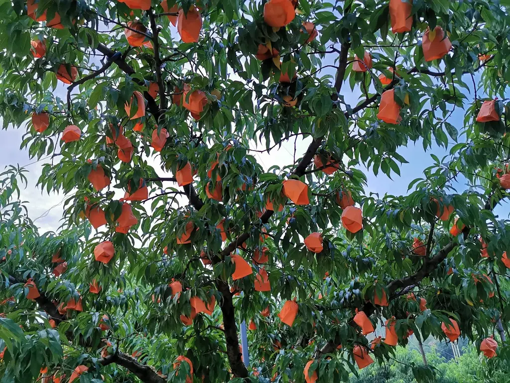 「J-CRAFT TRIP 清水白桃サワー 新発売」 画像 3