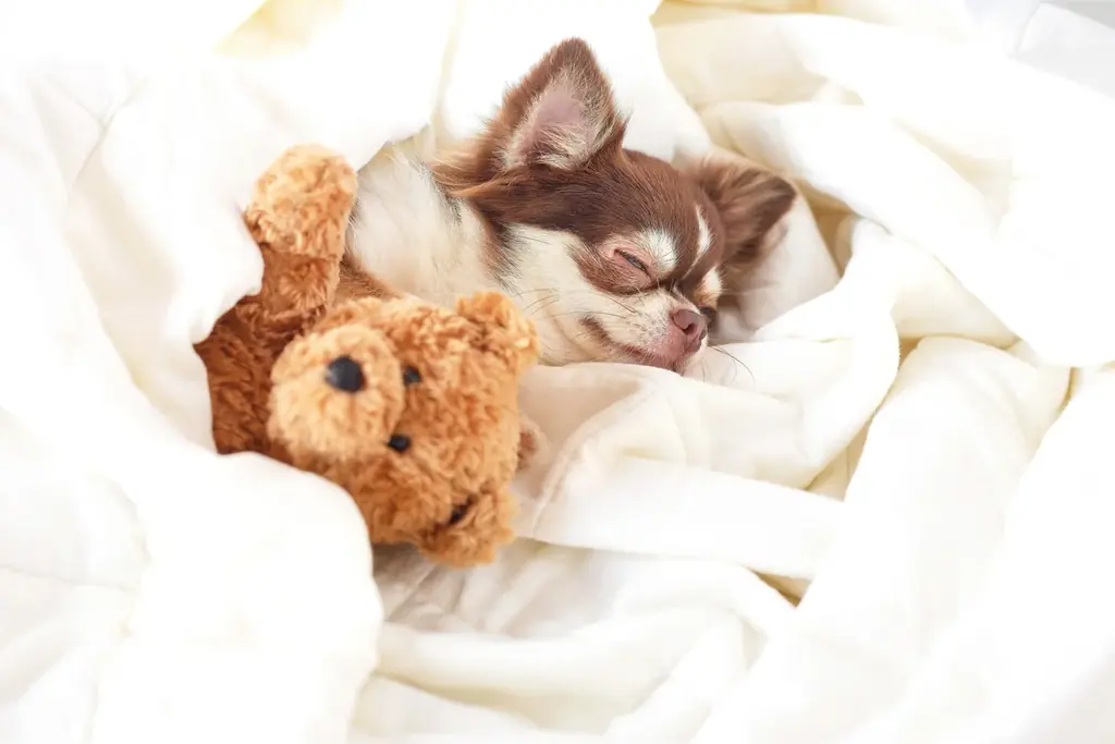 【最大30％OFF】愛犬旅は今が狙い目！全棟ドッグラン・サウナ付き「ドッグヴィラ広島」で春旅応援〈3大キャンペーン〉同時開催 画像 10