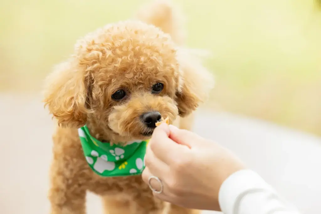 【最大30％OFF】愛犬旅は今が狙い目！全棟ドッグラン・サウナ付き「ドッグヴィラ広島」で春旅応援〈3大キャンペーン〉同時開催 画像 20