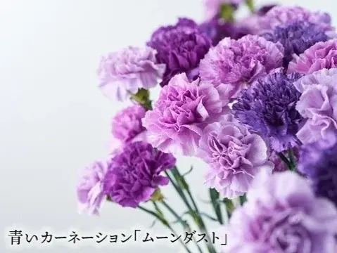 【玉川髙島屋S.C.】イベント情報毎年恒例の静岡県東伊豆町稲取発祥「雛のつるし飾り」を飾った“ひなまつり”イベントを3月3日(火)まで開催 画像 5