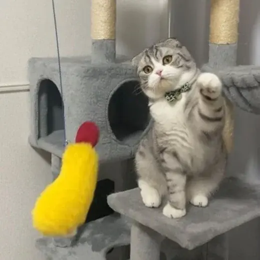 かわいいが止まらない！猫好きのための祭典「猫WEEK in にゃんばマルイ vol.5」をなんばマルイで開催！ 画像 7