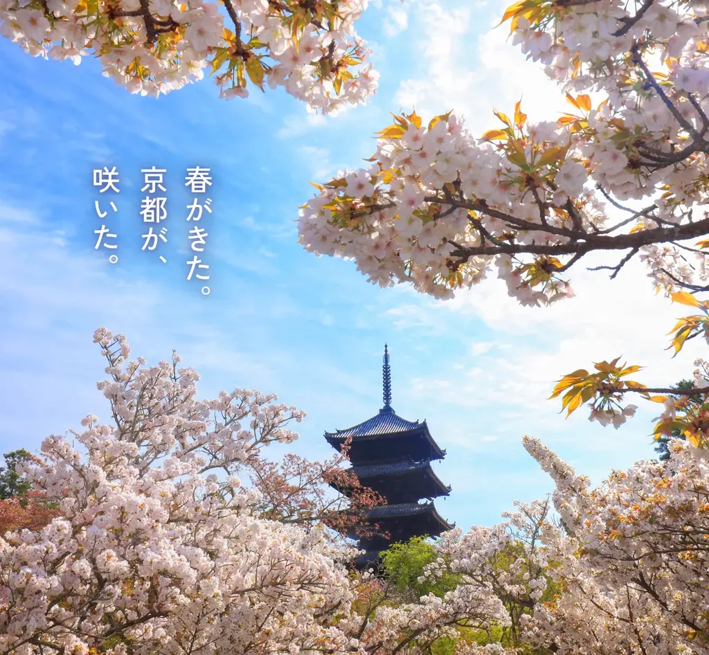 春の花で彩る京都ツアー、特別拝観と夜桜アート満喫ガイド