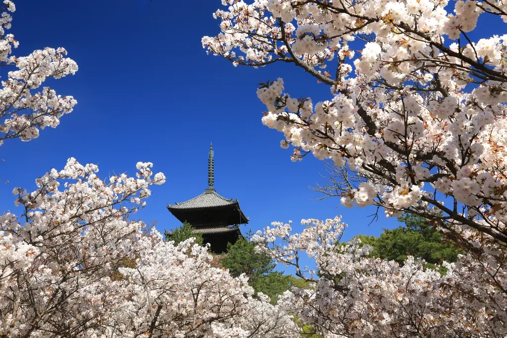 桜・椿・梅が彩る花の都、京都で心ゆくまで花を愛でる「特別拝観」と光・音・香の演出による「夜桜アートライトアップイベント」を堪能！「そうだ 京都、行こう。」2026年春キャンペーンが2月10日（火）開始 画像 4