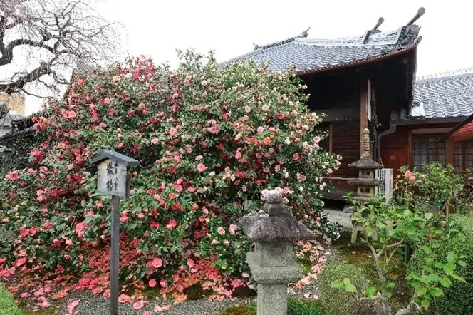桜・椿・梅が彩る花の都、京都で心ゆくまで花を愛でる「特別拝観」と光・音・香の演出による「夜桜アートライトアップイベント」を堪能！「そうだ 京都、行こう。」2026年春キャンペーンが2月10日（火）開始 画像 5
