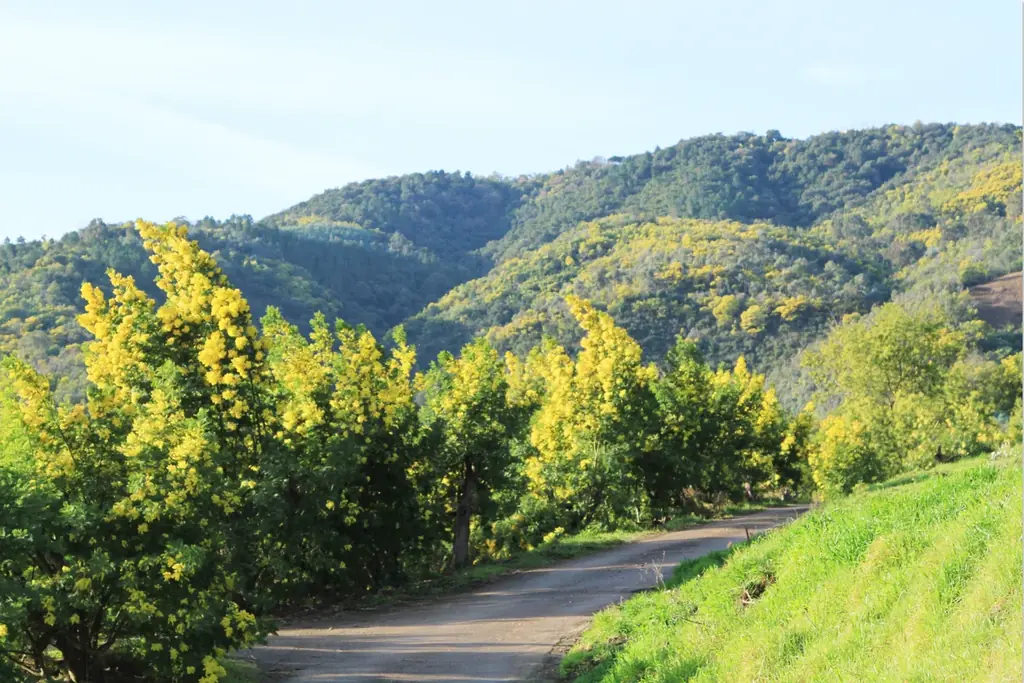 3月8日は「国際女性デー」。鮮やかで幸福感あふれる“ミモザの花束”を香りで届ける「ミモザブーケ コレクション」 画像 3