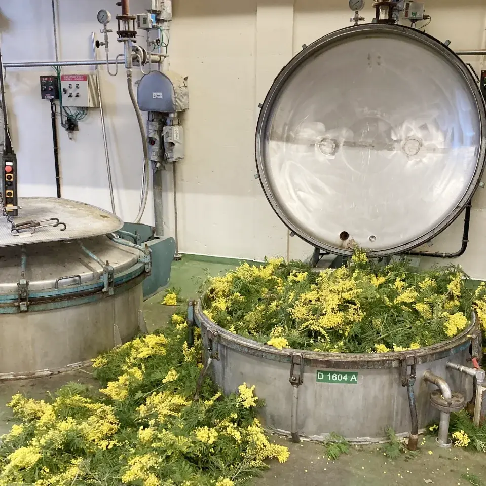 3月8日は「国際女性デー」。鮮やかで幸福感あふれる“ミモザの花束”を香りで届ける「ミモザブーケ コレクション」 画像 4