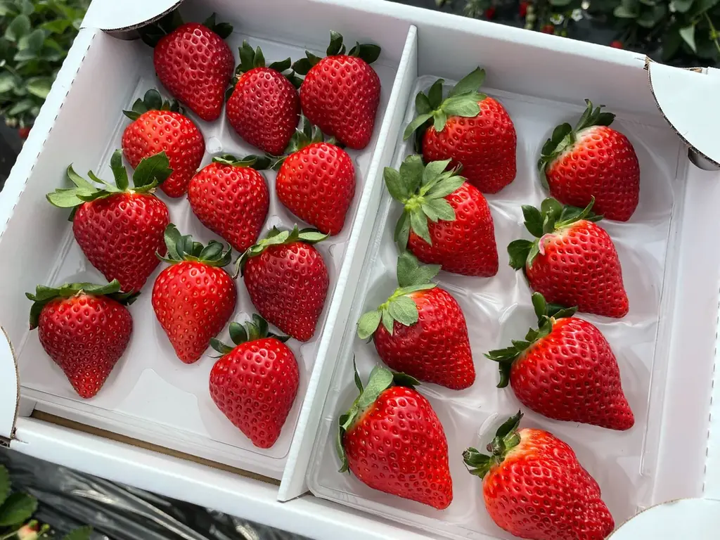 埼玉県産・流通量わずか1％の“幻のいちご”「あまりん」を独占。都内発着、ハウス1棟貸切のラグジュアリーなプライベートツアーが期間限定で登場 画像 3