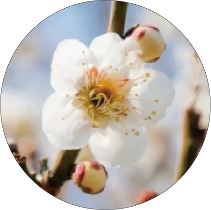 2/ 11(水・祝)～3/22(日)開催 第130回記念水戸の梅まつり　「偕楽園の梅ハンドクリーム」 画像 2