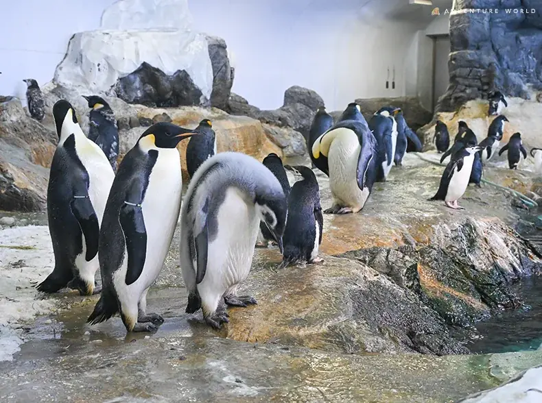 エンペラーペンギンの赤ちゃん、ついに水の世界へ！公開プール練習をスタートします ２０２６年２月１３日（金） 画像 1