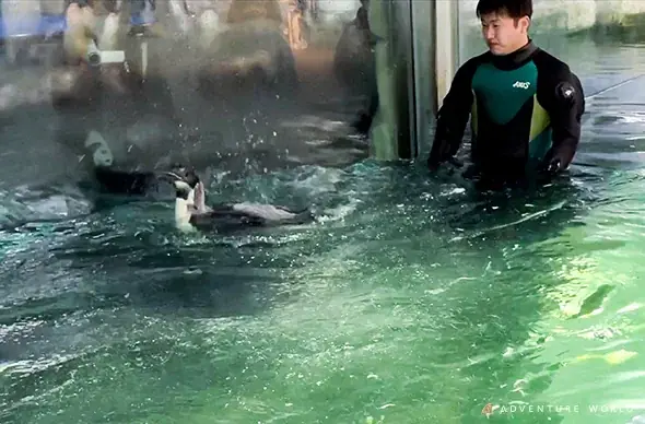 エンペラーペンギンの赤ちゃん、ついに水の世界へ！公開プール練習をスタートします ２０２６年２月１３日（金） 画像 2