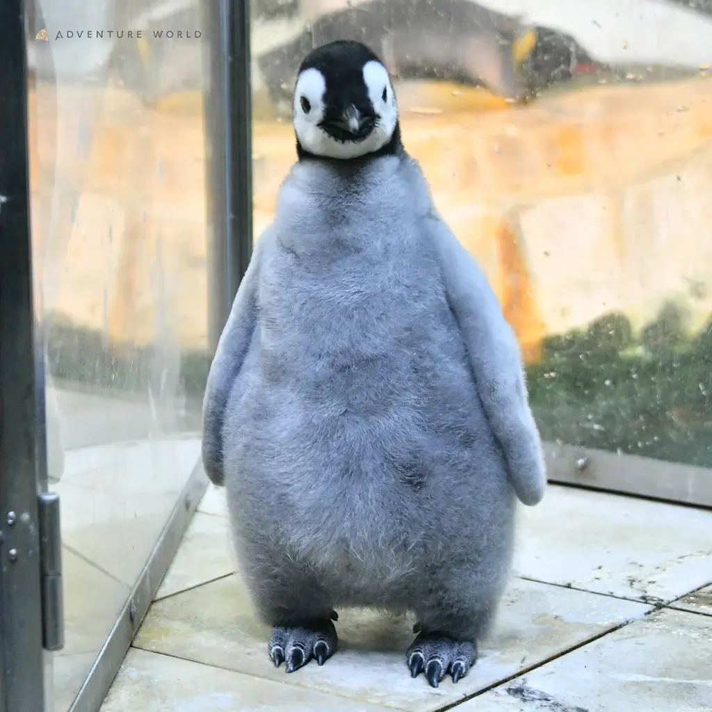 エンペラーペンギンの赤ちゃん、ついに水の世界へ！公開プール練習をスタートします ２０２６年２月１３日（金） 画像 5