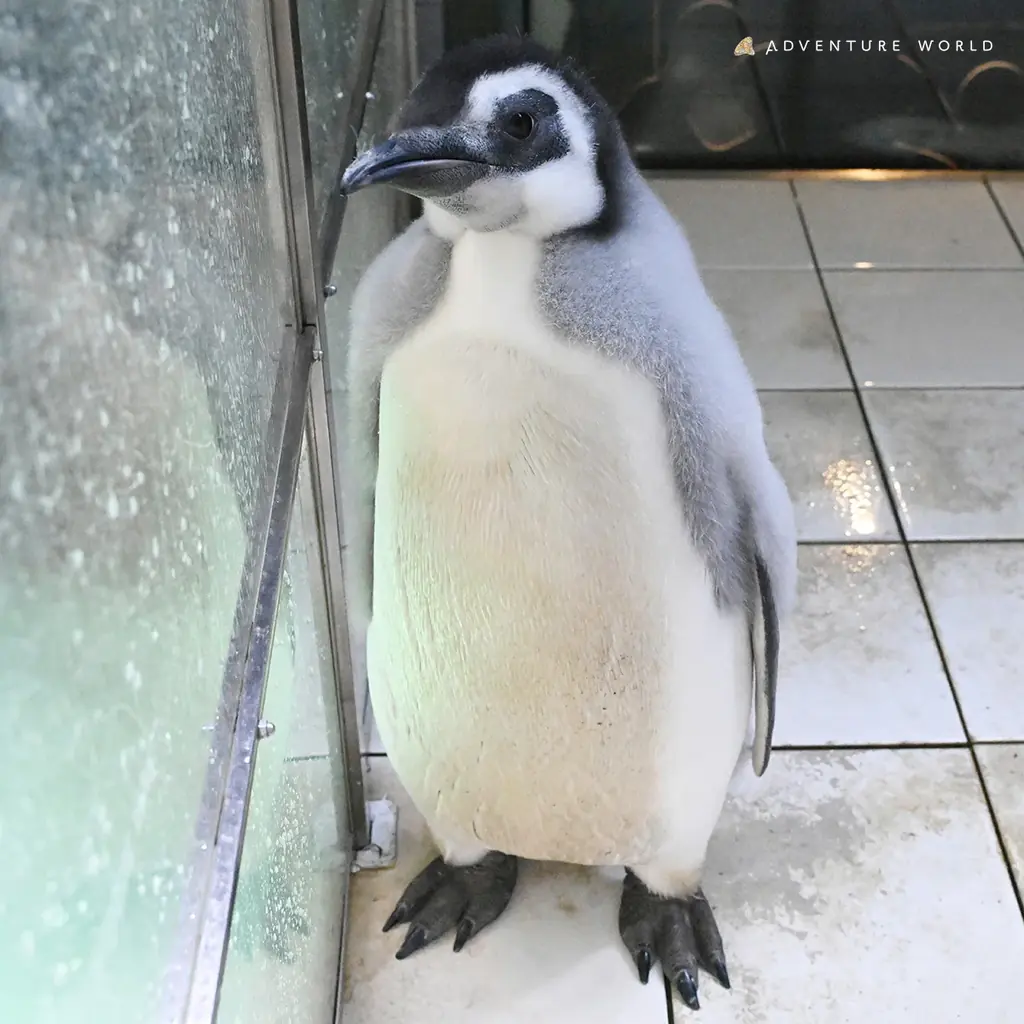 エンペラーペンギンの赤ちゃん、ついに水の世界へ！公開プール練習をスタートします ２０２６年２月１３日（金） 画像 7