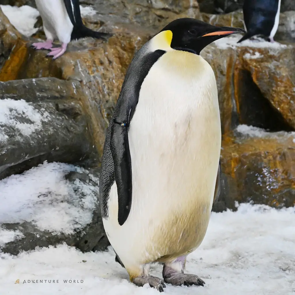 エンペラーペンギンの赤ちゃん、ついに水の世界へ！公開プール練習をスタートします ２０２６年２月１３日（金） 画像 8