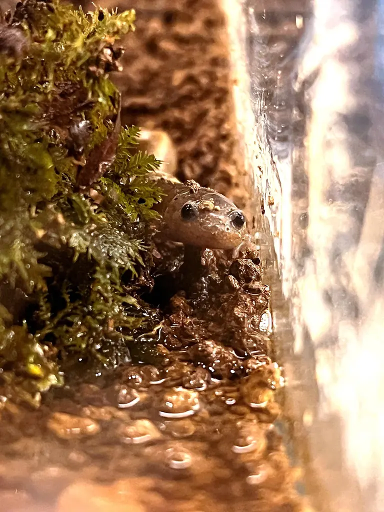 サンショウウオの恋の季節がやってくる 四国水族館で『小さな恋のサンショウウオ展』を開催中 画像 2