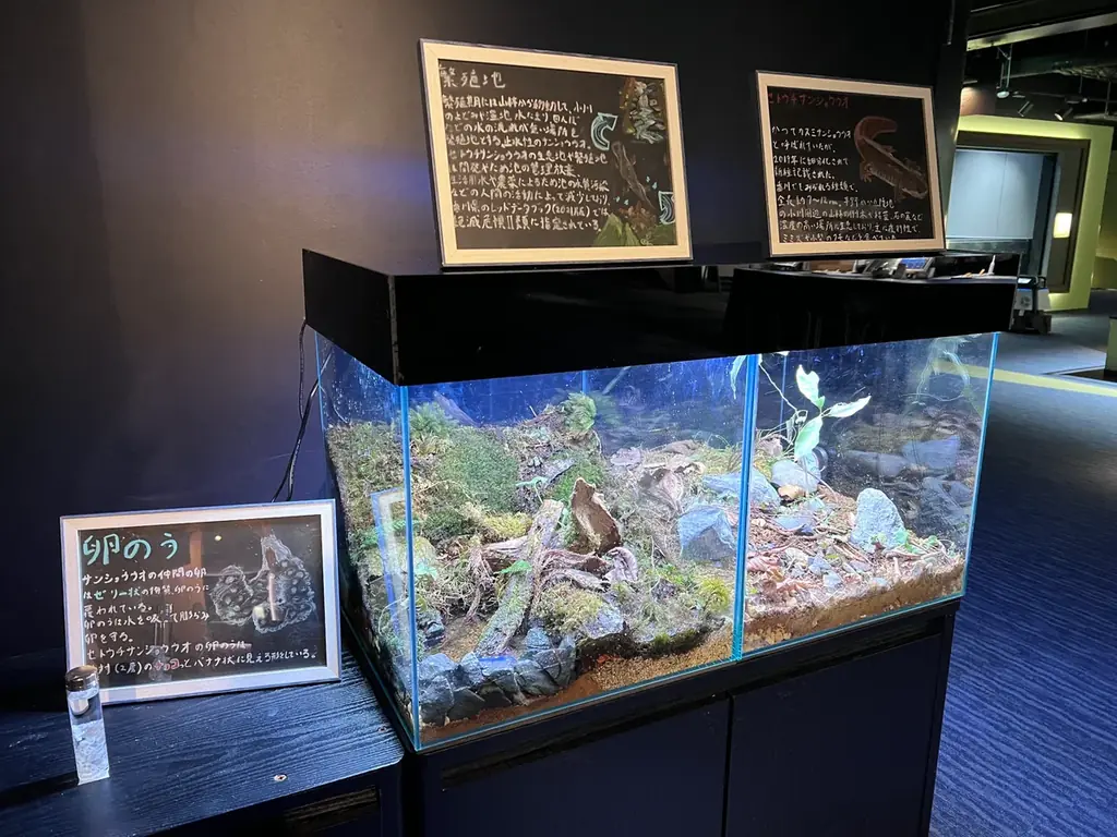 サンショウウオの恋の季節がやってくる 四国水族館で『小さな恋のサンショウウオ展』を開催中 画像 3