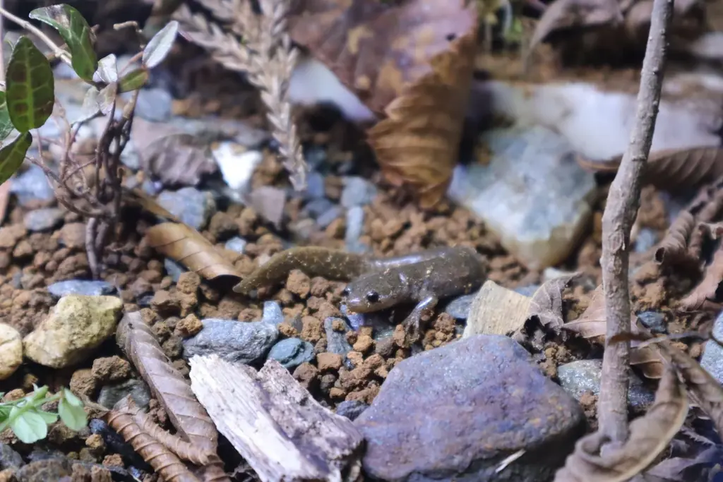 サンショウウオの恋の季節がやってくる 四国水族館で『小さな恋のサンショウウオ展』を開催中 画像 4