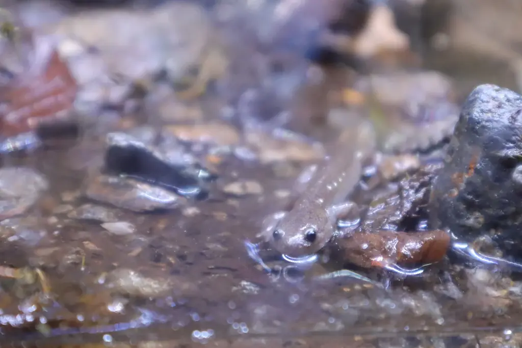 サンショウウオの恋の季節がやってくる 四国水族館で『小さな恋のサンショウウオ展』を開催中 画像 5