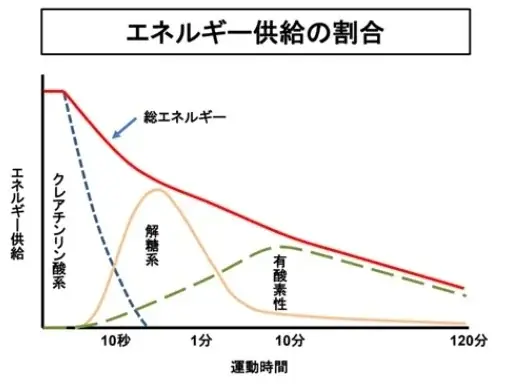 【箱根駅伝常連 城西大学 駅伝部監督が語る】マラソン大会直前だからこそ見落としがち。長時間走るランナーほど陥る“パフォーマンス低下のワナ 画像 4