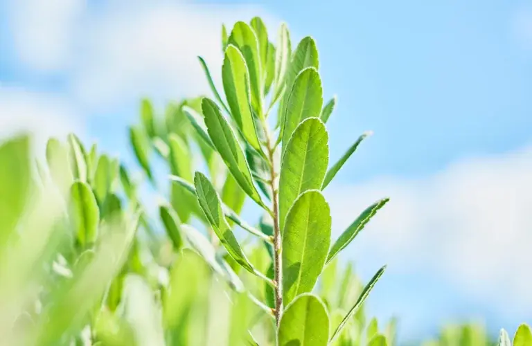 【メゾンレクシア×ネロリハーブ】キレイが巡るハーブティー「メゾンレクシア ヤチヤナギティー フォー クリア」2026年3月3日（火）新発売 画像 4