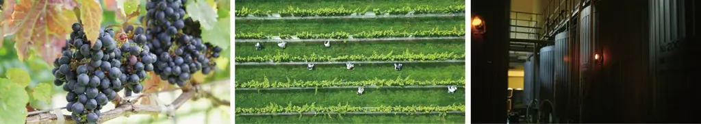 【中伊豆ワイナリー シャトーT.S】SAKURA Afternoon Tea開催のお知らせ 画像 7