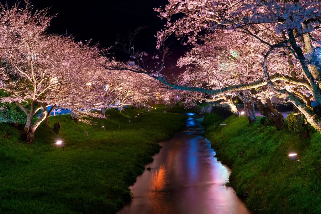 【界 玉造】温泉街に咲く約400本の桜並木を愛でる「桜舞うたまゆら滞在」今年も開催 画像 3