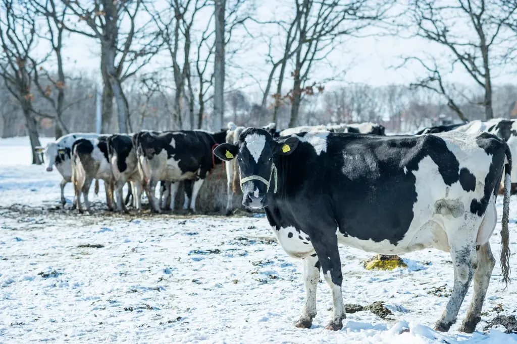 北海道発・冬季限定スイーツ「SNOWS」2月25日(水)～阪急うめだ本店に期間限定初出店！感謝を贈るホワイトデーに 画像 9