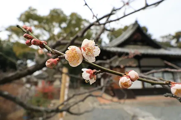 ほころぶ梅に春の訪れ　高槻市内で開花進む 画像 2