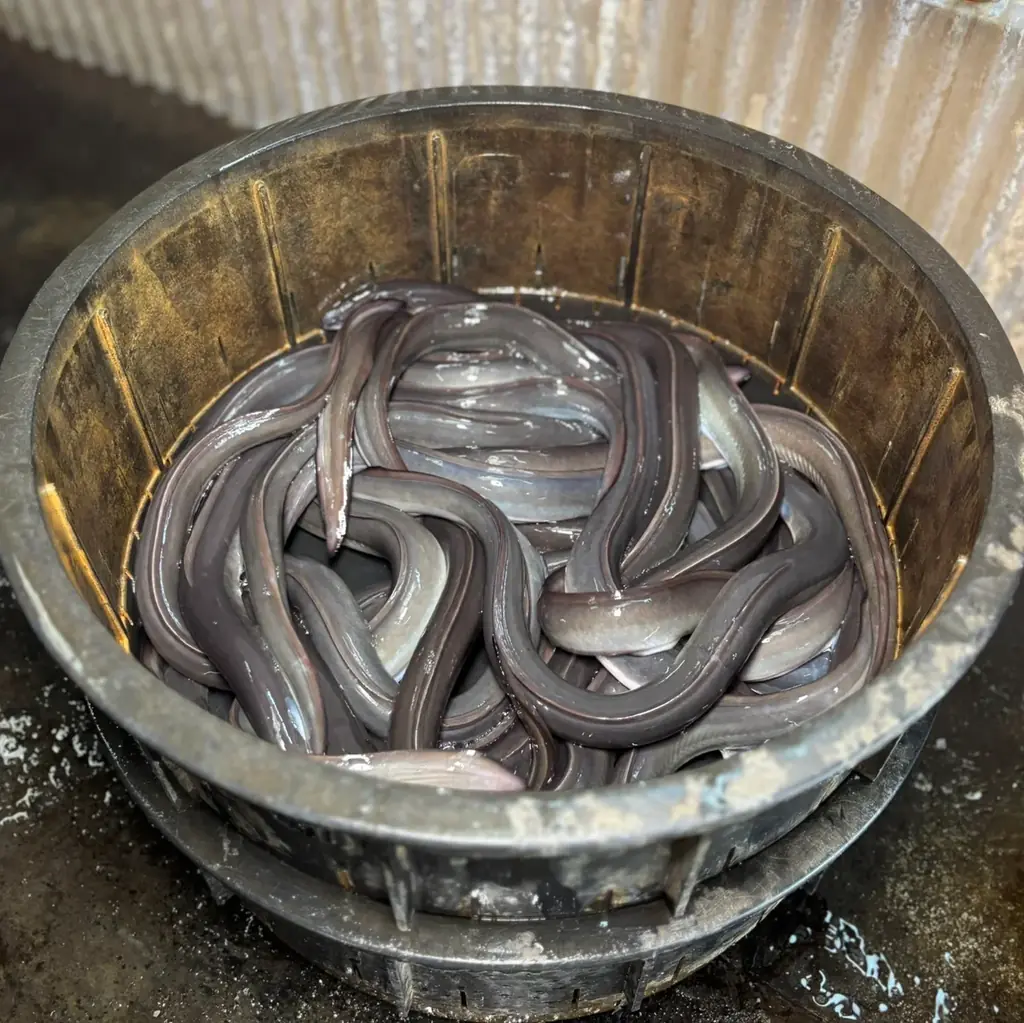 【2026年春のフェアのご案内】「昼だけうなぎ屋・炭焼きうなぎと特選和牛ひつまぶしふじさん」ブランドの「春のふじたま」販売開始!! 画像 3