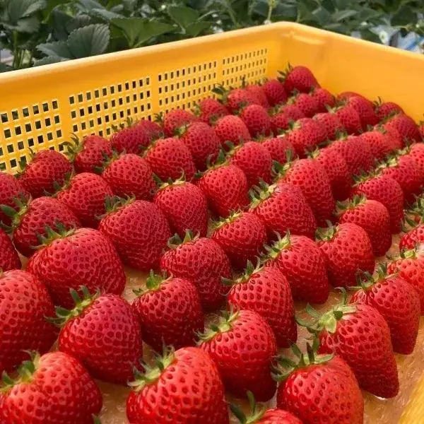 ホワイトデーに、おいしい幸せを。投稿するだけで、いちごやスイーツギフトが当たる！Xツイートキャンペーン開催中🍓 画像 3