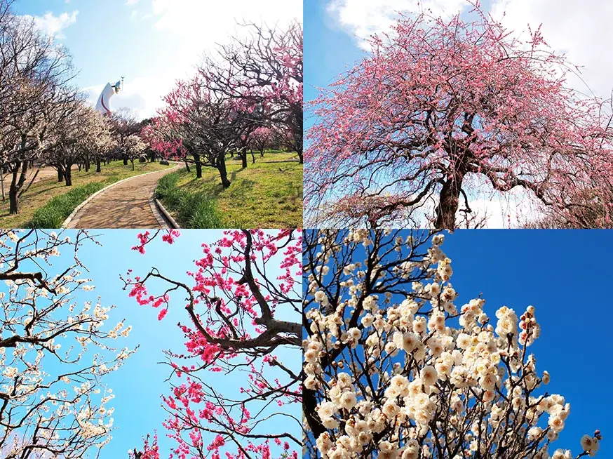 「万博記念公園梅まつり」にチョーヤ梅酒が出店！梅みくじ付き利き梅酒！至極の梅スイーツに極上梅干し！「CHOYA 大阪梅の陣2026」2月21日、22日、23日、28日、3月1日の5日間開催！ 画像 15