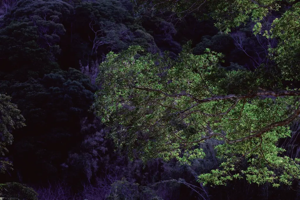 【東京から約90分】“森の静寂”を独占する1日3組限定グランピング「SHINON〜森音〜」が開業。 画像 4