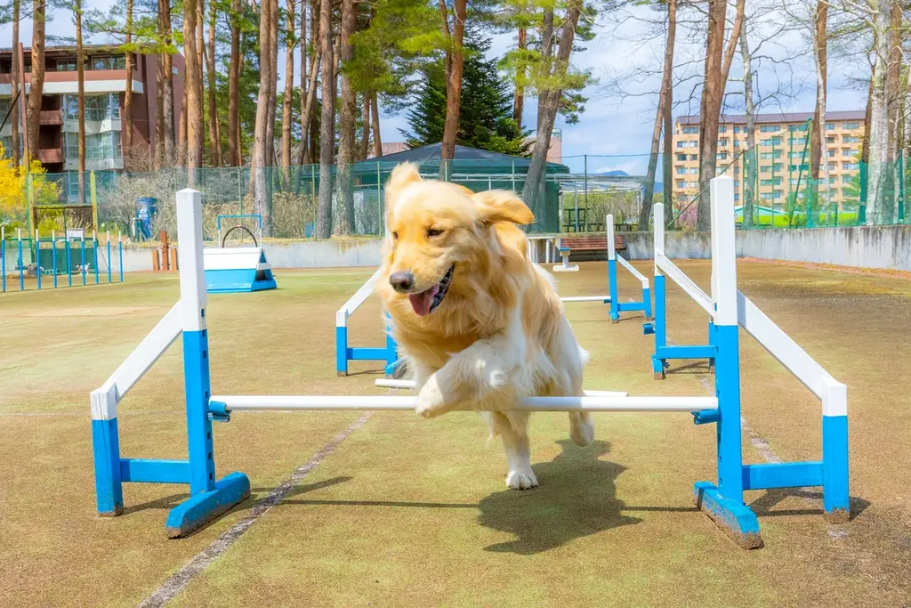 【最大５頭まで愛犬宿泊料金無料！】愛犬とのリゾート滞在をさらに快適・お得に。富士山麓、フジプレミアムリゾート・フォレストヴィレッジ「多頭飼いオーナー様 応援キャンペーン」を開始 画像 7