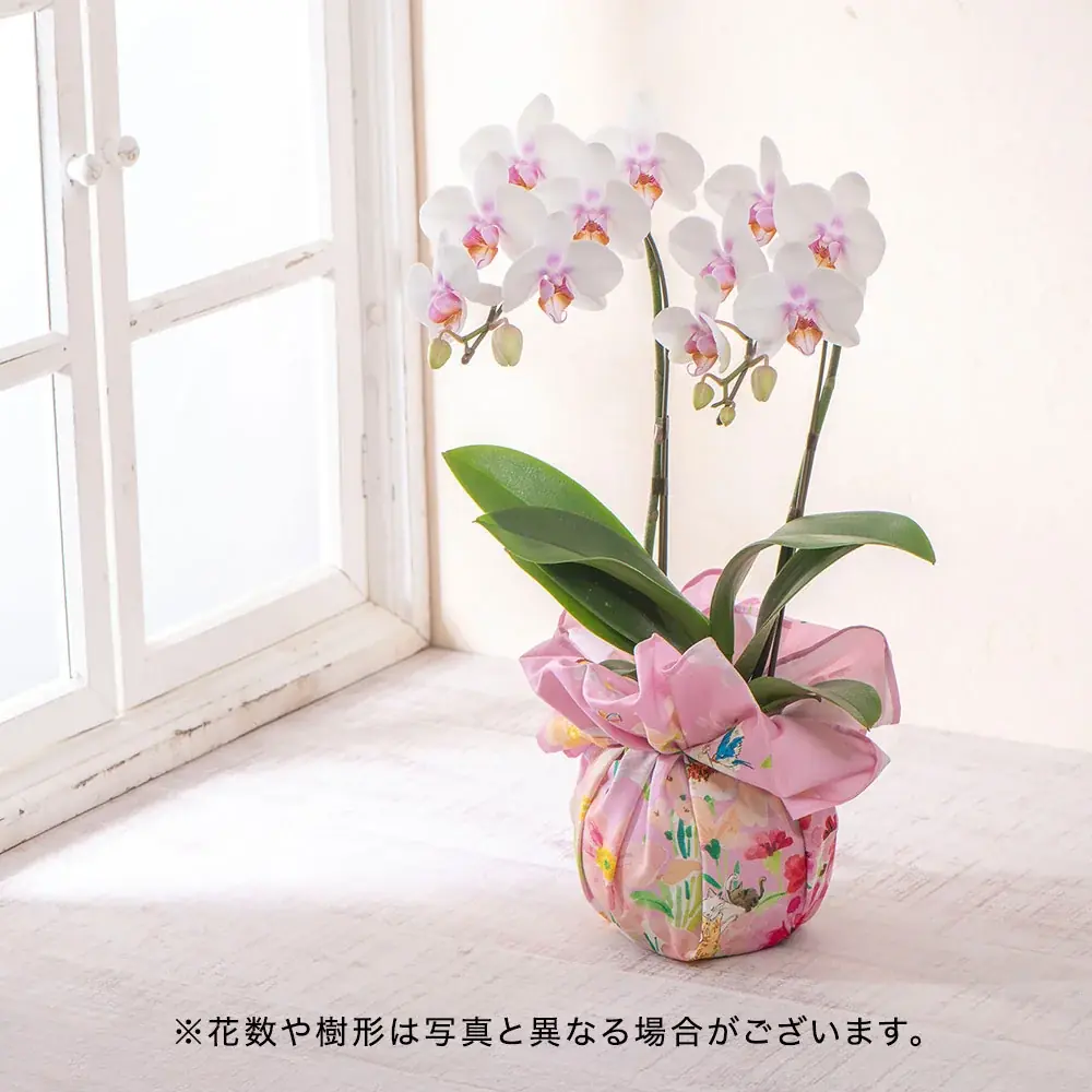 国産花材商品を大幅拡充、産地のこだわりと想いを届ける母の日ギフトの予約販売を日比谷花壇オンラインショップで開始。人気イラストレーター湯浅望氏とのコラボギフトも登場！ 画像 10