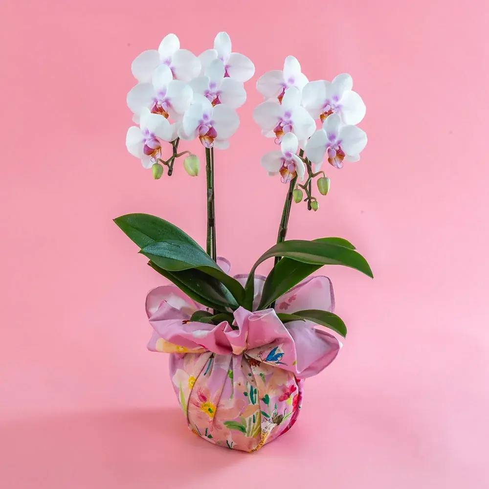 国産花材商品を大幅拡充、産地のこだわりと想いを届ける母の日ギフトの予約販売を日比谷花壇オンラインショップで開始。人気イラストレーター湯浅望氏とのコラボギフトも登場！ 画像 22