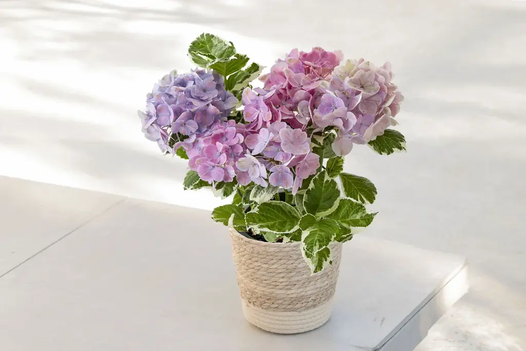 国産花材商品を大幅拡充、産地のこだわりと想いを届ける母の日ギフトの予約販売を日比谷花壇オンラインショップで開始。人気イラストレーター湯浅望氏とのコラボギフトも登場！ 画像 4