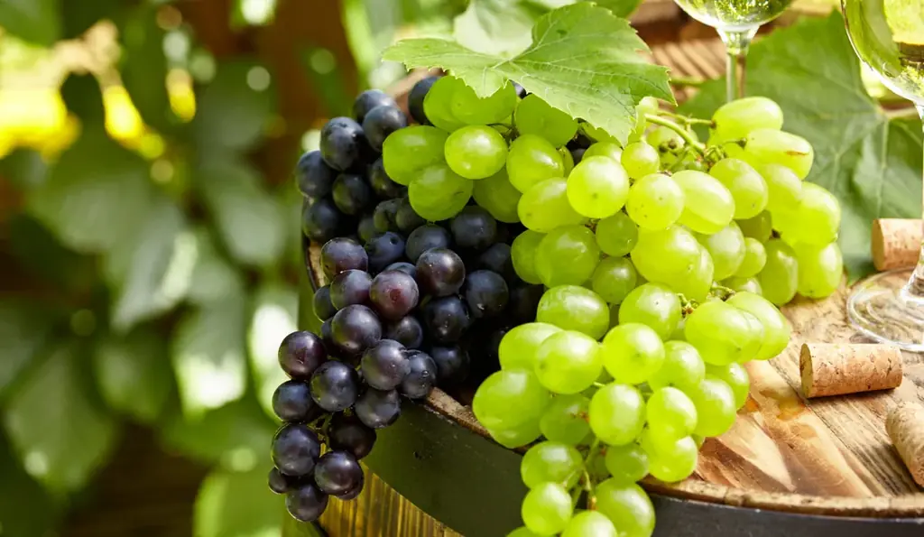 【350本限定】ぶどうの香りの限界に挑んだ国産ブランデー「VINE-YARD 12」を販売開始 画像 3