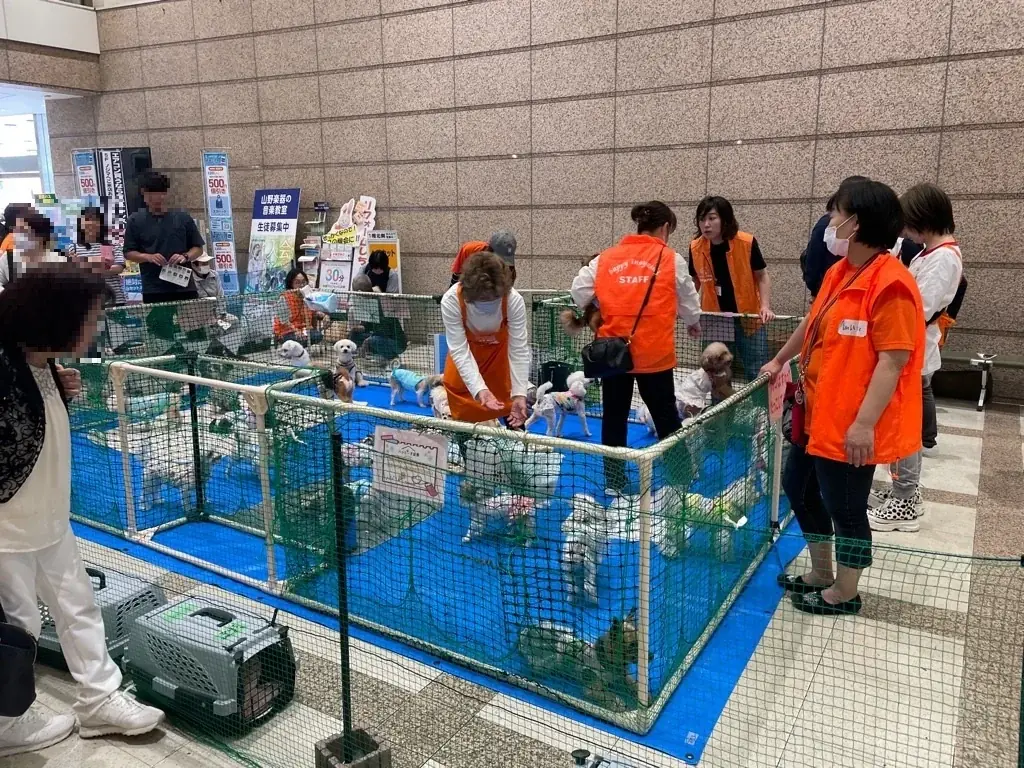 【行政連携初】猫関連店舗以外で異例の実施。入間市×ファミリーマート、高齢化社会の「ペット取り残され問題」に挑む 画像 2