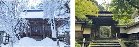 【岐阜・揖斐】圧巻の「桜のトンネル」から清々しい新緑まで。春の訪れを告げる、揖斐エリアの厳選スポットをご紹介雪解けの「天空の茶畑」や この時期しか出会えない幻の伝統野菜など 画像 2