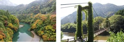 【岐阜・揖斐】圧巻の「桜のトンネル」から清々しい新緑まで。春の訪れを告げる、揖斐エリアの厳選スポットをご紹介雪解けの「天空の茶畑」や この時期しか出会えない幻の伝統野菜など 画像 3