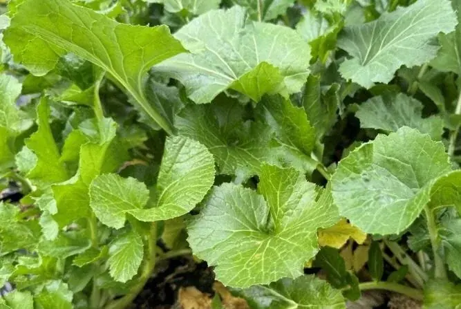 【岐阜・揖斐】圧巻の「桜のトンネル」から清々しい新緑まで。春の訪れを告げる、揖斐エリアの厳選スポットをご紹介雪解けの「天空の茶畑」や この時期しか出会えない幻の伝統野菜など 画像 7