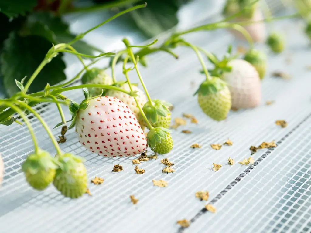 赤・白・ピンク！佐賀のいちご8品種を食べ比べ！！大人気イベントが3年ぶりに帰ってくる！！ 画像 3