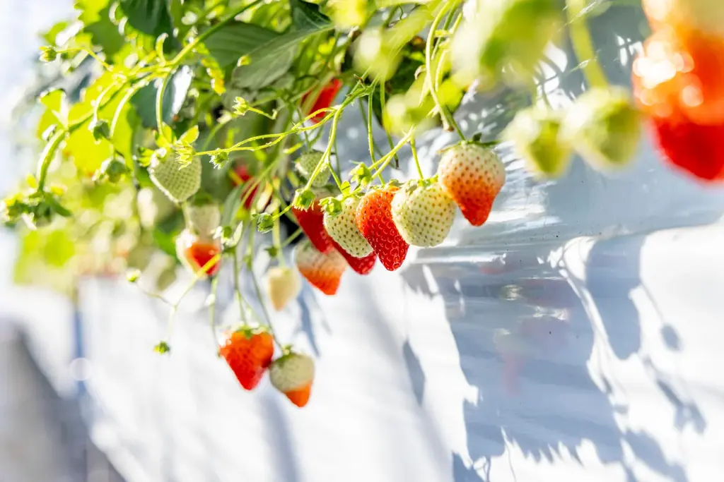 【ホテルインディゴ犬山有楽苑】春夏の瑞々しい果実と共に優雅な犬山のティータイム 画像 9