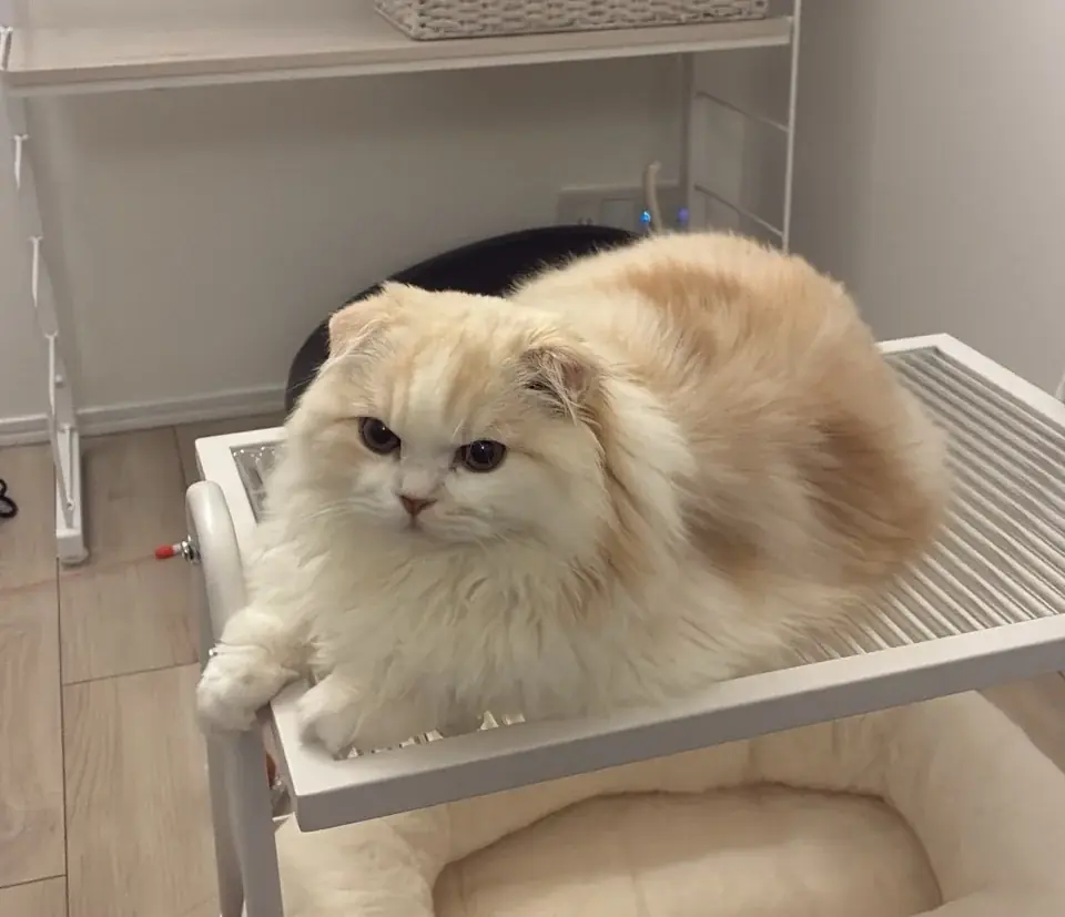 2/22(猫の日)に先駆けて、あなたのペットをそのままフィギュアできるサービス新登場！”先着50名無料キャンペーン”を開始！ 画像 8