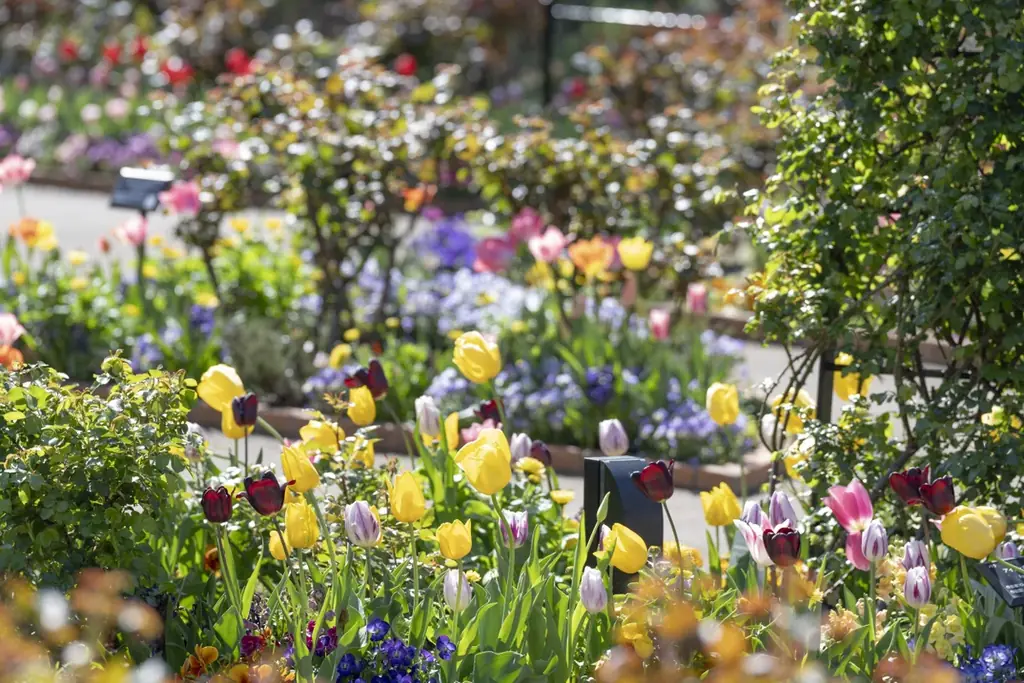 1万本のチューリップが春の訪れを彩る／練馬区立 四季の香ローズガーデン「2026ハッピーイースター」開催／3月21日（土）~4月12日（日） 画像 1