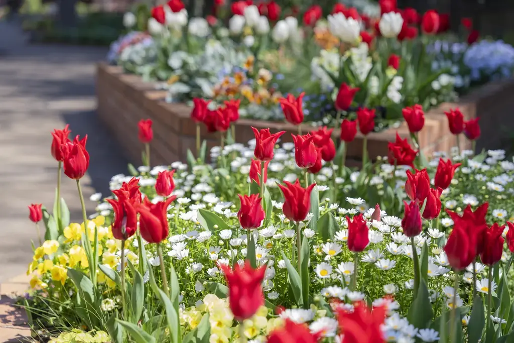 1万本のチューリップが春の訪れを彩る／練馬区立 四季の香ローズガーデン「2026ハッピーイースター」開催／3月21日（土）~4月12日（日） 画像 2