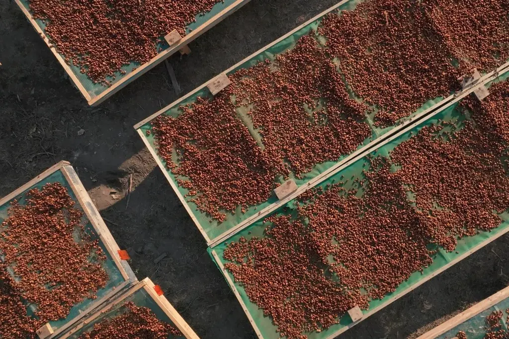 【最優秀作品受賞】 チョコレートハンター安達建之作品「The Taste of Nature Ⅱ 幻のカカオを探して」DocuVision International Film Festival‘26 画像 5