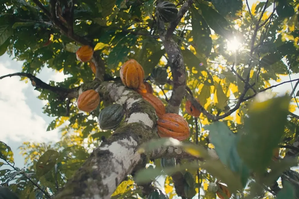 【最優秀作品受賞】 チョコレートハンター安達建之作品「The Taste of Nature Ⅱ 幻のカカオを探して」DocuVision International Film Festival‘26 画像 9