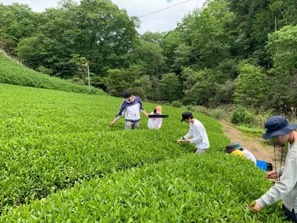 鎌倉パスタが「耕作放棄地」から生まれたジェノベーゼを採用！滋賀限定メニューが2/21(土)販売開始 画像 2