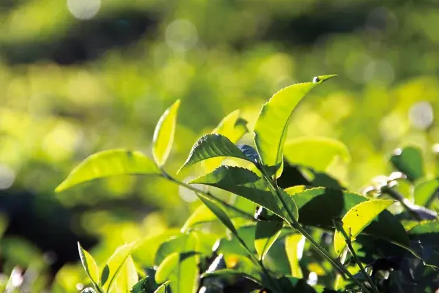 クリーミー泡で毛穴の黒ずみ*¹オフ。アメリカ発の世界的オーガニックボディケアブランド「ドクターブロナー」のマジックソープ季節限定フレグランス「アールグレイ」大容量サイズが、ポンプ付き限定セットで登場 画像 4